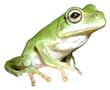 Frog T-Shirts