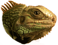Iguana T-Shirts