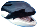 Killer Whale T-Shirts
