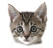 Cat Tshirts