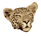 Leopard T-Shirts