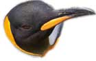Penguin Tshirts