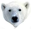 Polar Bear T-Shirts