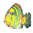 Fish T-Shirts