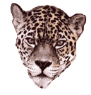 Jaguar T-Shirts