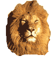 Lion T-Shirts