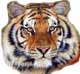 Tiger T-shirts