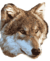 Wolf T-Shirts